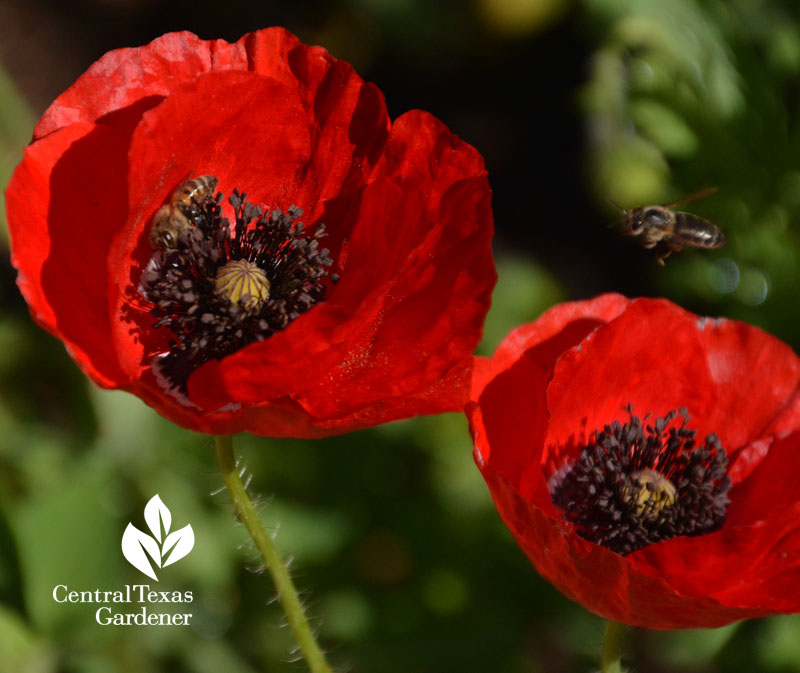 Bees on corn poppies Central Texas Gardener