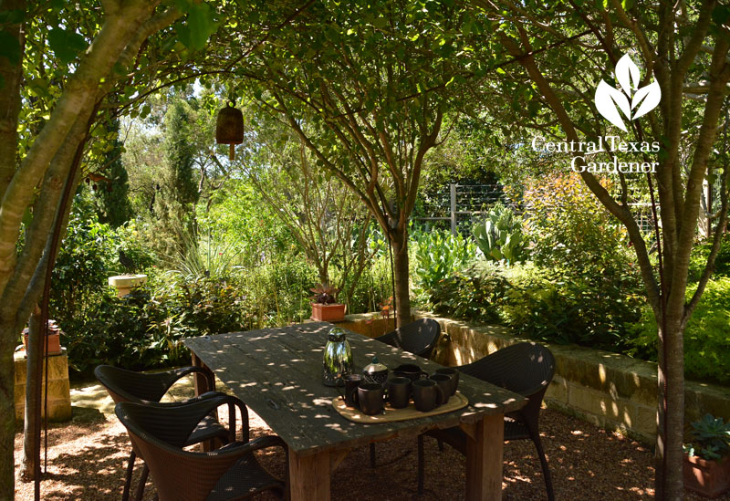 Bradford pear arbor shade to gardens Central Texas Gardener