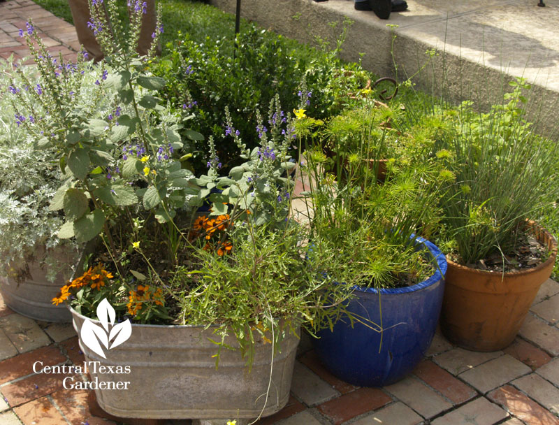 cute patio plant containers Central Texas Gardener