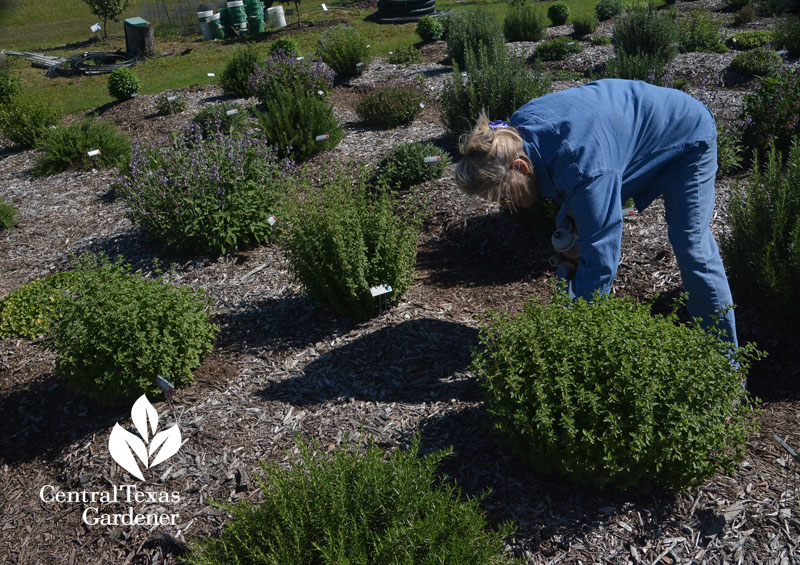 Earth Kind A&M herb test beds Master Gardener Central Texas Gardener