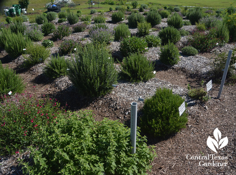 Earth Kind Texas A&M herb test beds Georgetown Central Texas Gardener