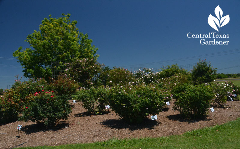 Earth Kind roses Williamson County Extension Central Texas Gardener