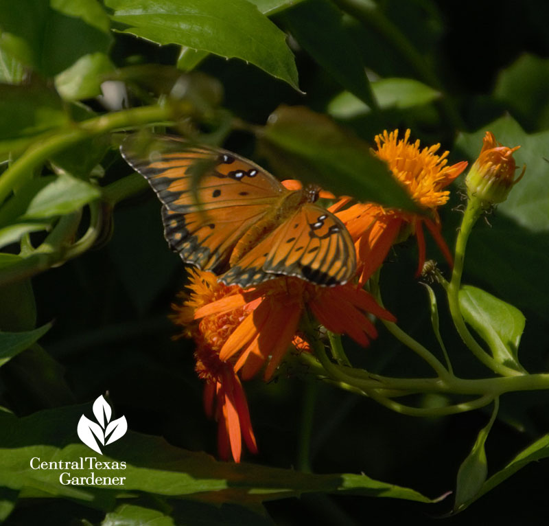 Gulf Fritillary butterfly Mexican flame vine Central Texas Gardener