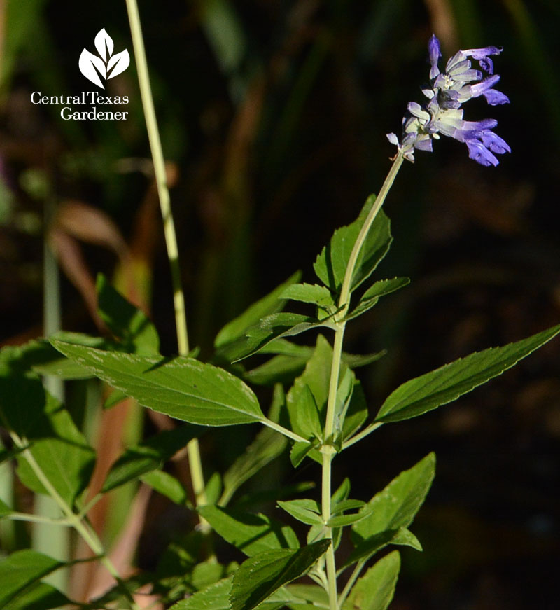 Henry Duelberg salvia Central Texas Gardener