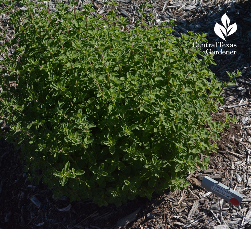 Hilltop oregano A&M herb test bed Central Texas Gardener