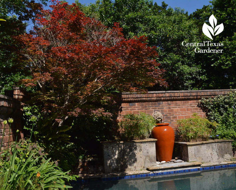 Japanese maple and orange container Central Texas Gardener