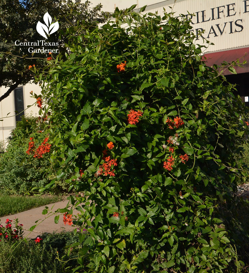 Mexican flame vine Central Texas Gardener