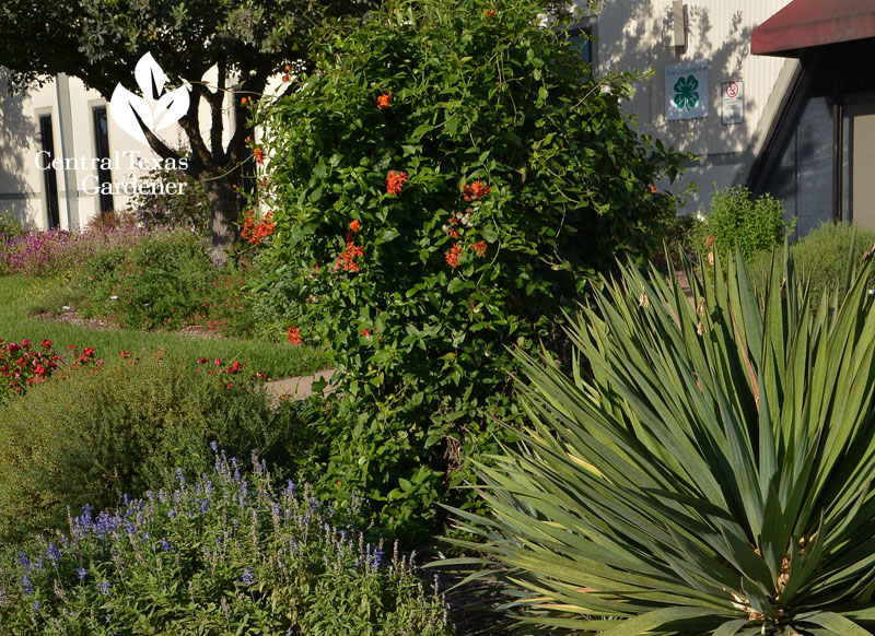 Mexican flame vine yucca Salvia farinacea drought design Central Texas Gardener