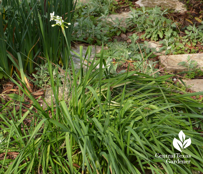 Paperwhite narcissus in cold winter Central Texas Gardener