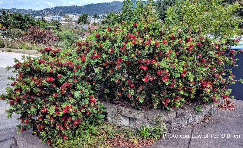 Rata tree in New Zealand photo Ted O'Brien Central Texas Gardener