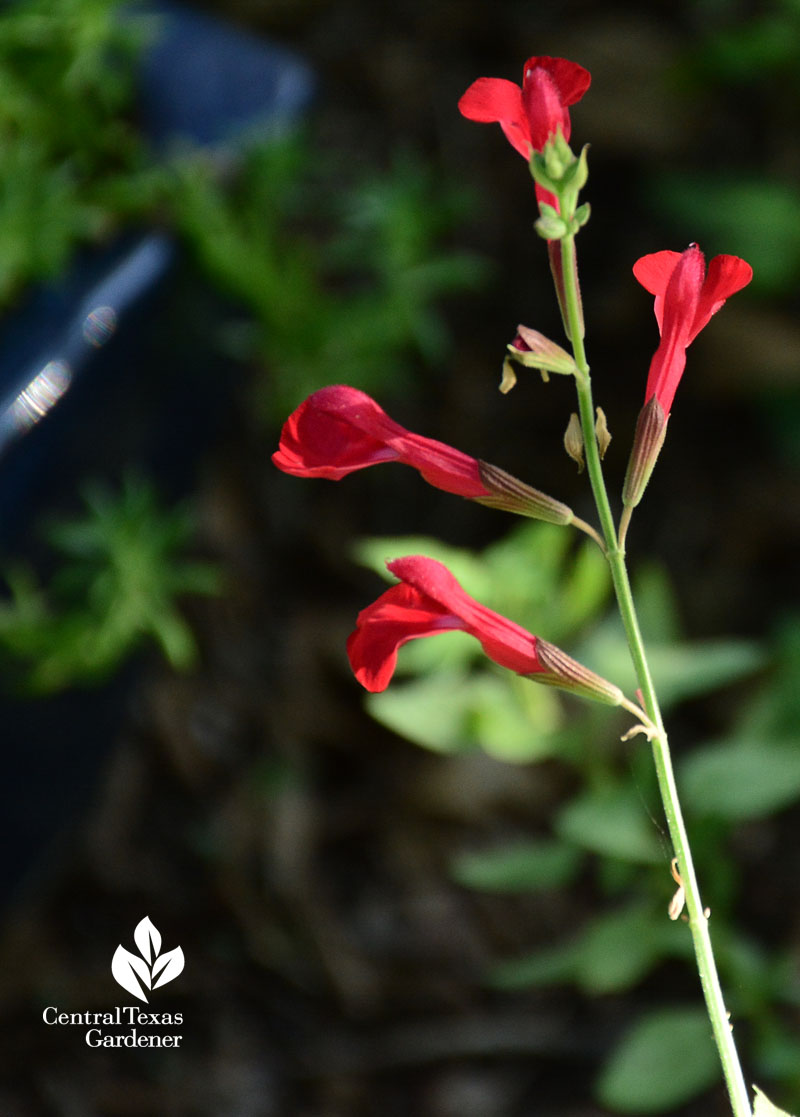 Salvia Silke's Dream Central Texas Gardener