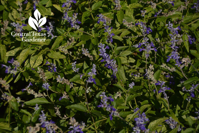 Salvia farinacea mealy blue sage Central Texas Gardener