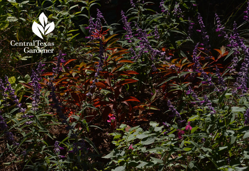 Salvia leucantha Hamelia patens Central Texas Gardener