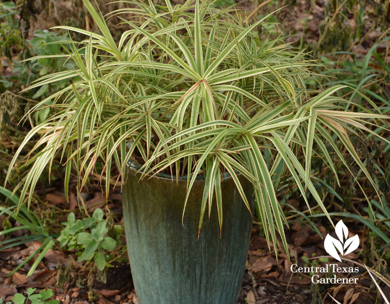 Sparkler sedge container Central Texas Gardener