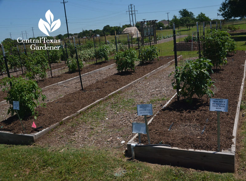 Texas A&M trial vegetable beds Williamson County Extension Central Texas Gardener