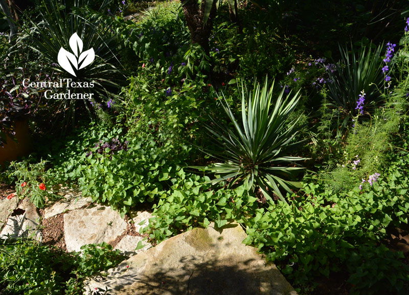 Yucca larkspur perennials drought garden Central Texas Gardener