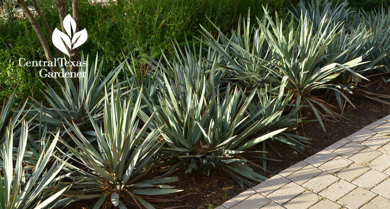 Yucca pallida Central Texas Gardener