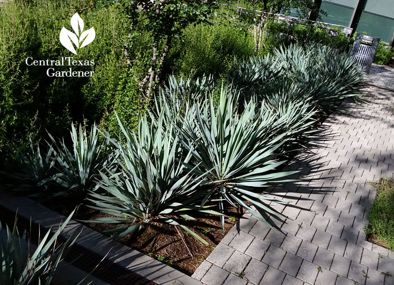 Yucca pallida colony walkway part shade Central Texas Gardener