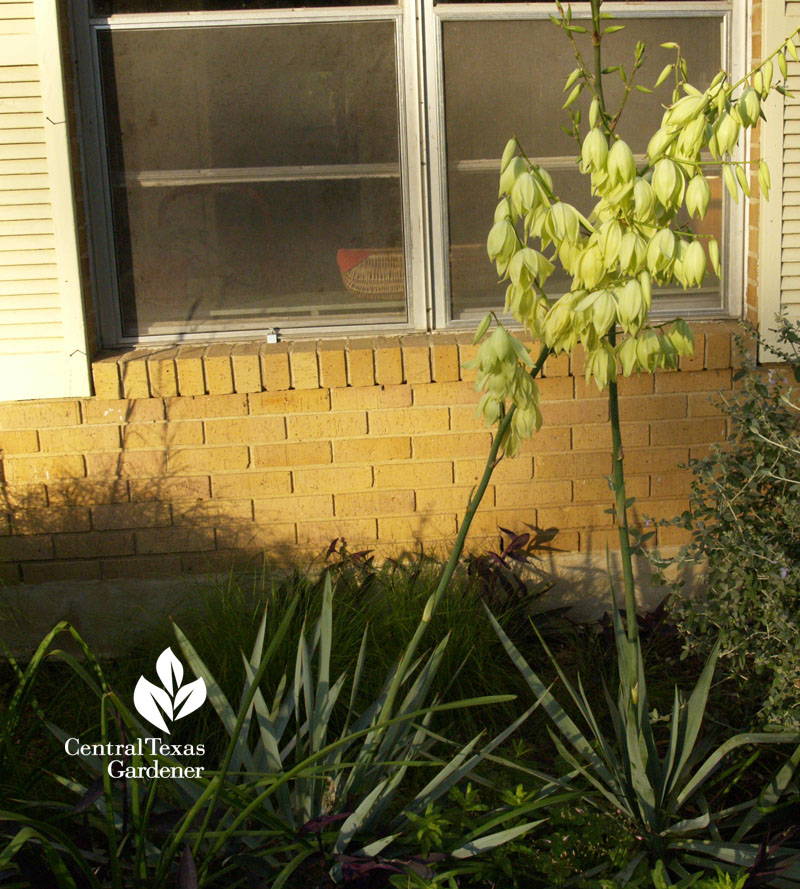 Yucca pallida flower spike Central Texas Gardener