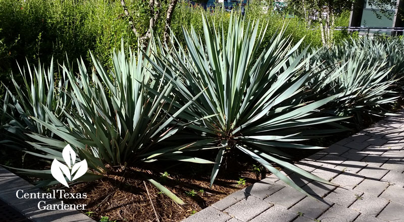 Yucca pallida no stalk yucca Central Texas Gardener