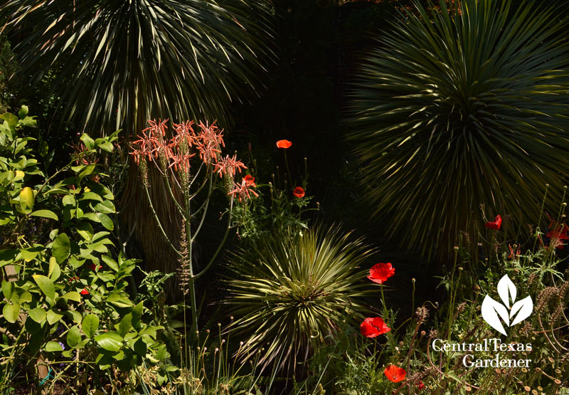 Yucca rostrata aloe poppies drought garden Central Texas Gardener