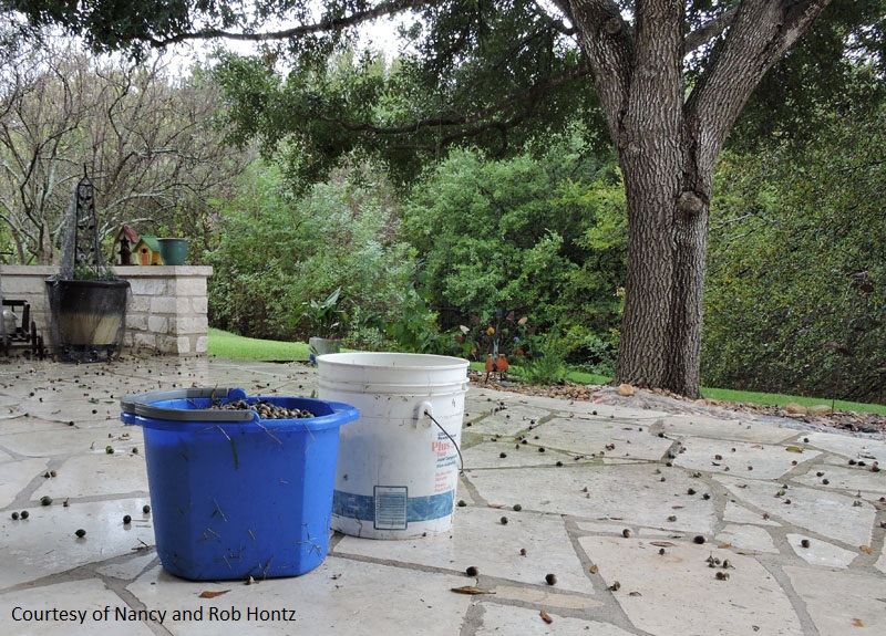 abundant acorns Central Texas Gardener