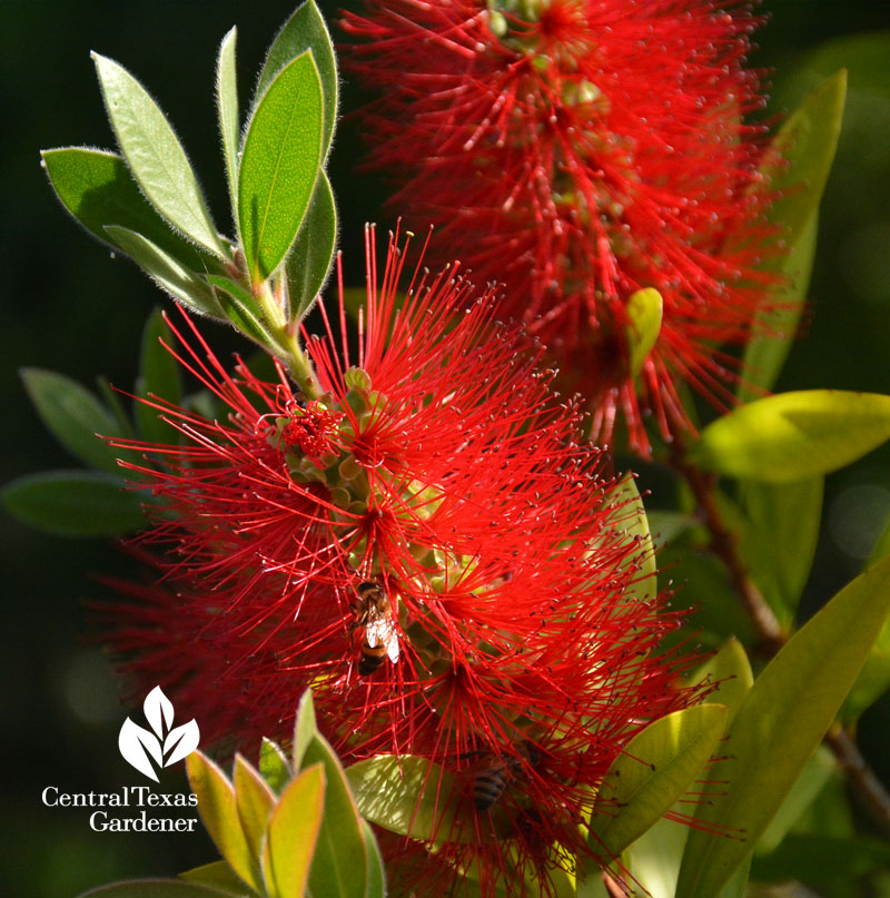 bee in bottlebrush tree flower Central Texas Gardener