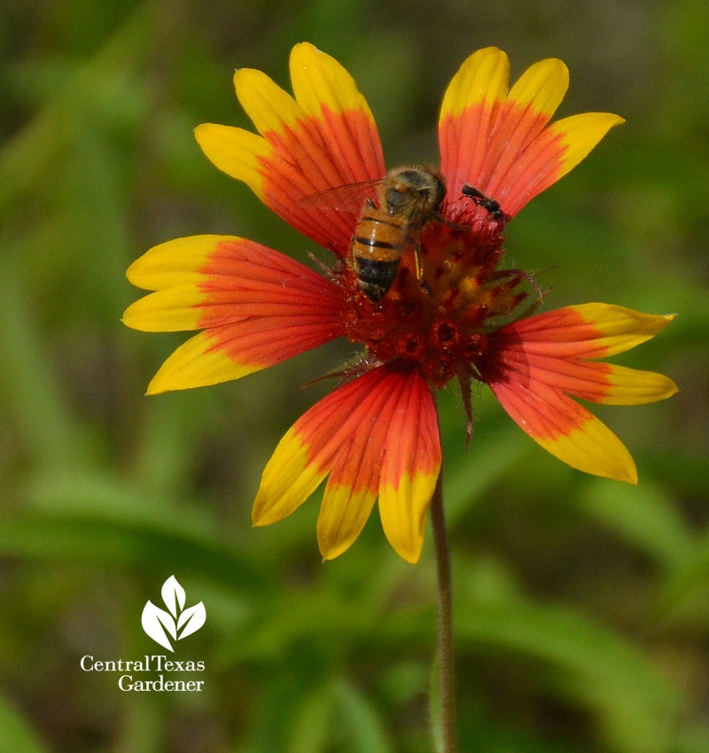 bee on Indian blanket native wildflower Gaillardia Central Texas Gardener
