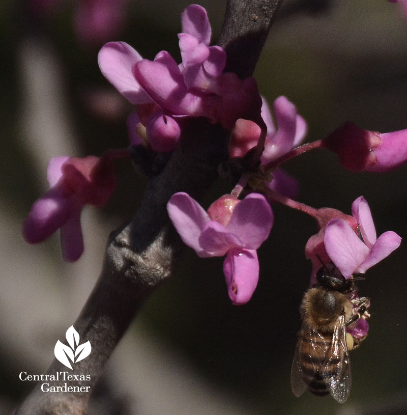 bee on Mexican redbud Central Texas Gardener