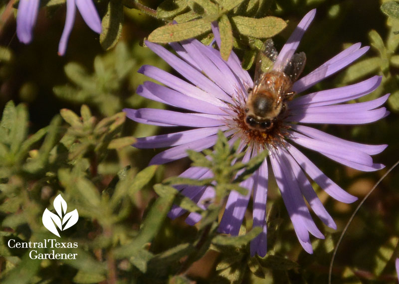 bee on aster Central Texas Gardener