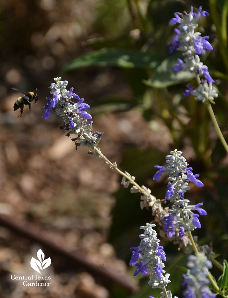 bee on mealy blue sage Salvia farinacea Central Texas Gardener