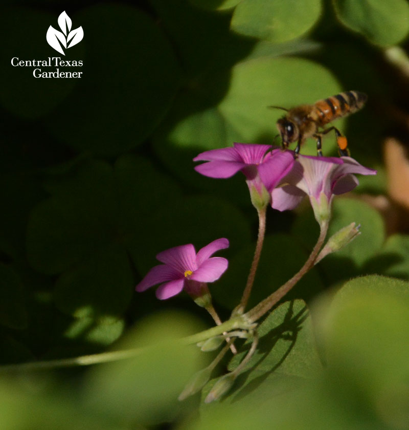 bee on oxalis Central Texas Gardener