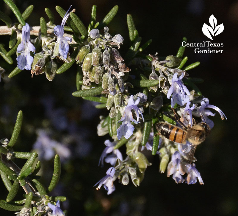 bee on rosemary Central Texas Gardener