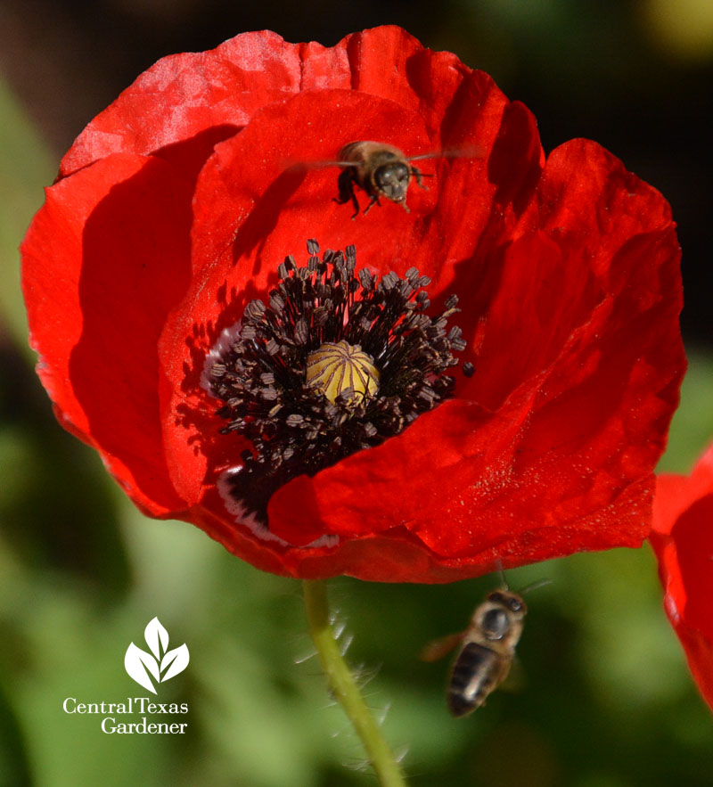 bees on corn poppy Central Texas Gardener