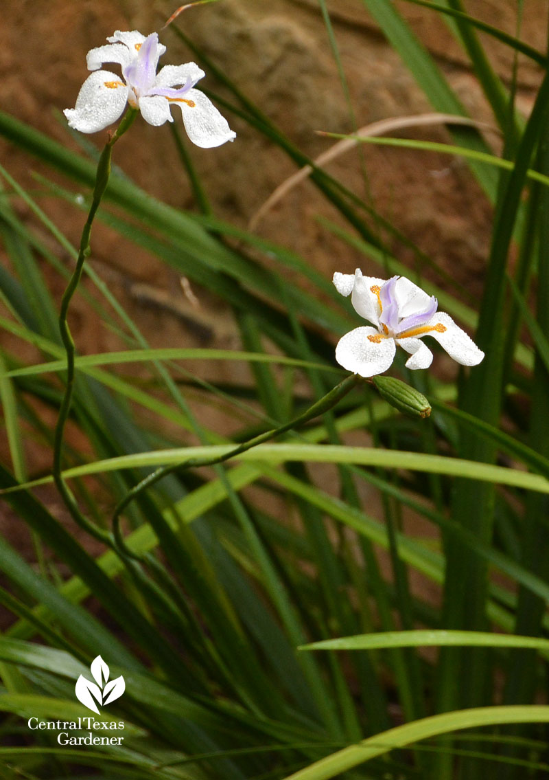 butterfly iris Dietes iridiodes Central Texas Gardener