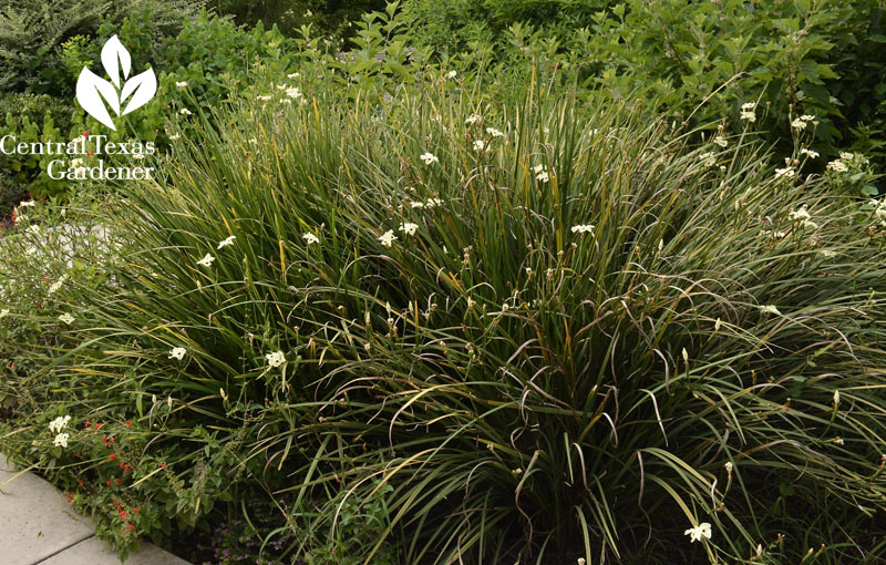 butterfly iris perennial garden Central Texas Gardener