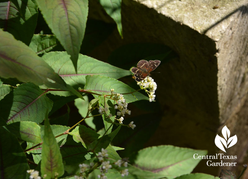 butterfly nectaring on persicaria Central Texas Gardener