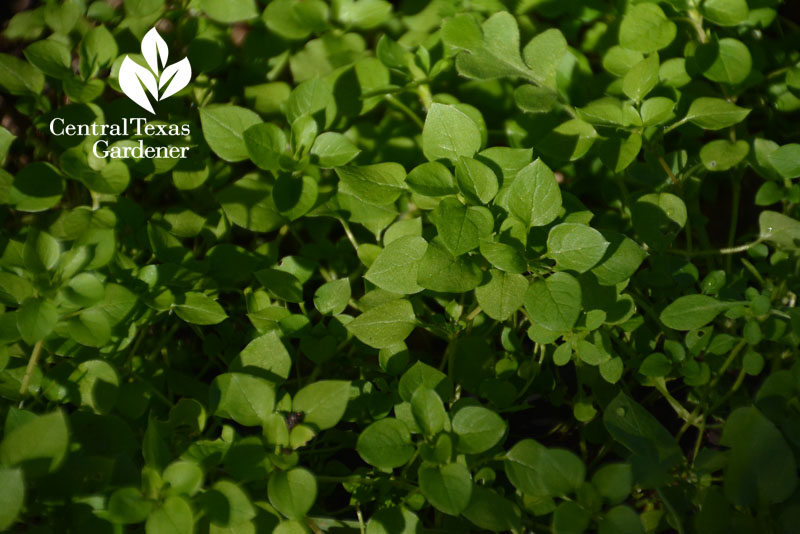 chickweed Central Texas Gardener