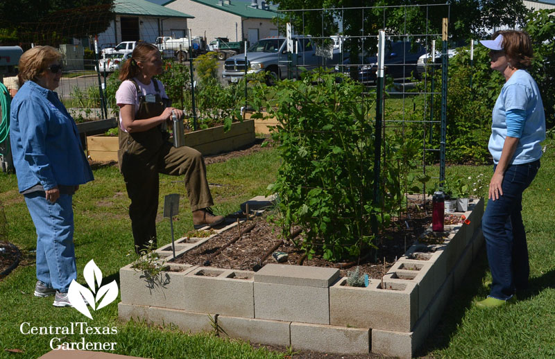 cinder block raised vegetable beds Central Texas Gardener