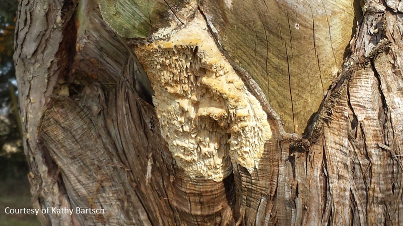 deadly fungus cedar Central Texas Gardener