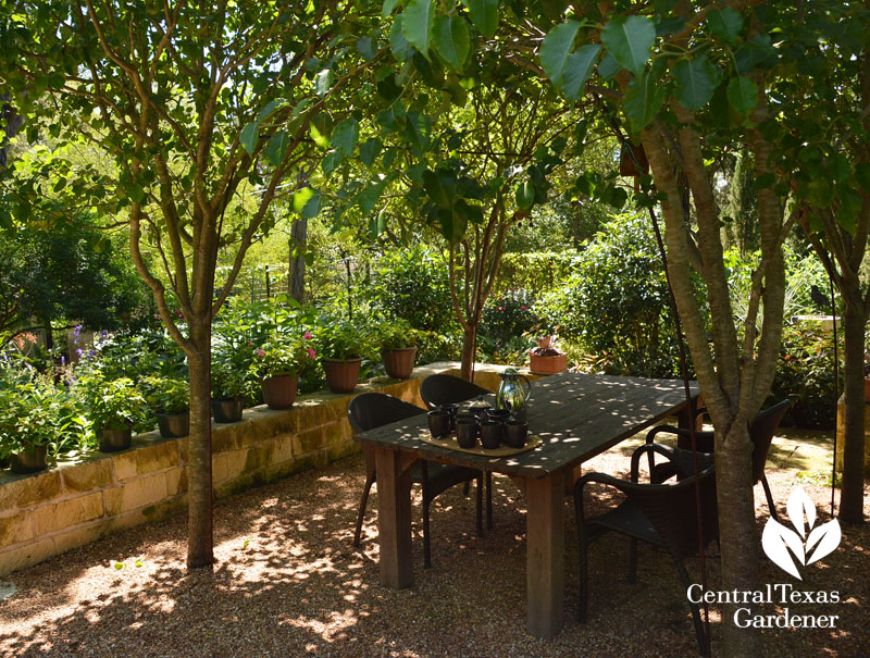 enclosed Bradford pear arbor limestone planters Central Texas Gardener