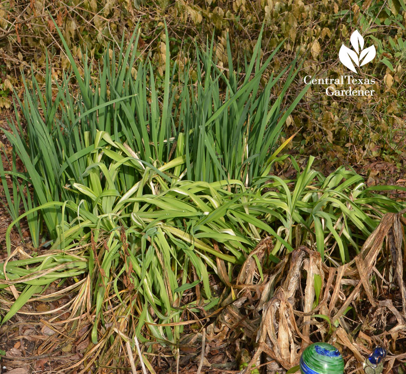 frozen crinum nipped daylilies winter spuria iris Central Texas Gardener