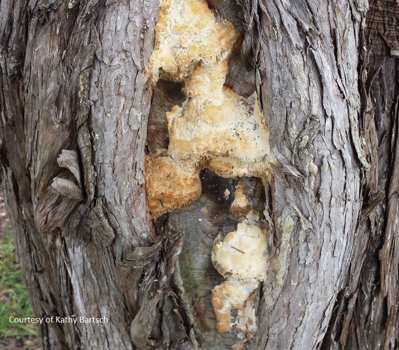 fungus on ashe juniper Central Texas Gardener