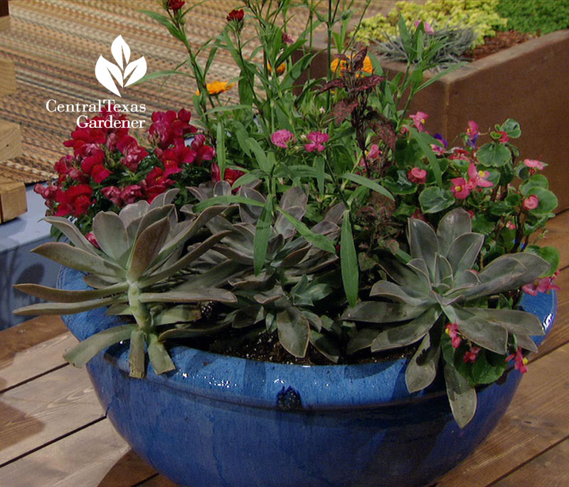 garden pot transition between seasons Central Texas Gardener