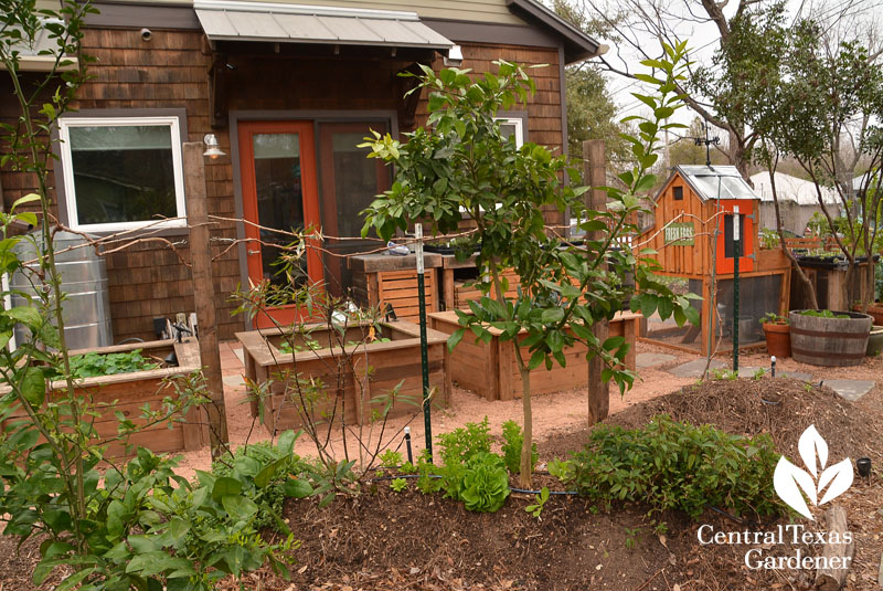 grapefruit tree recycled wood raised beds cistern front yard food Central Texas Gardener