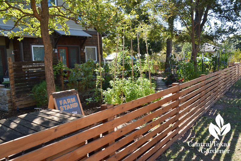 homemade fence front yard food garden Central Texas Gardener