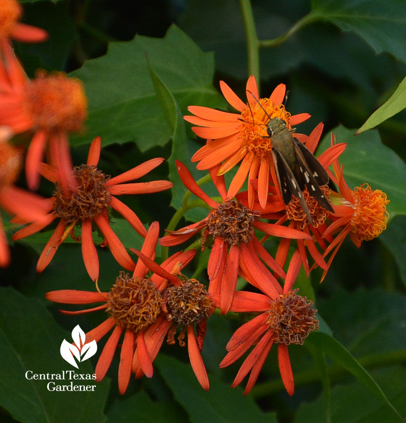 insect on Mexican flame vine Central Texas Gardener