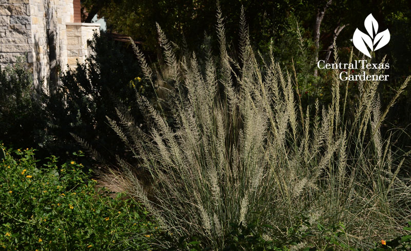 lantana and Lindheimer muhly Central Texas Gardener