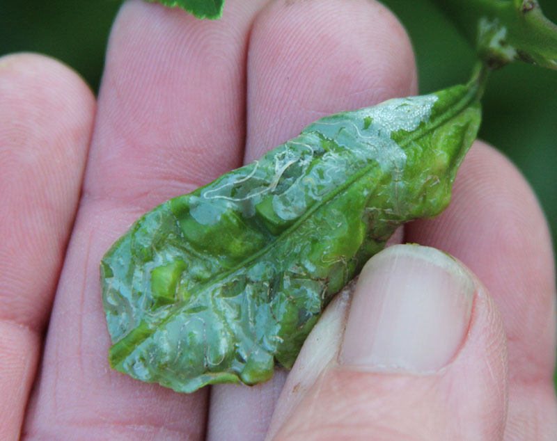 leaf miner damage lemon tree photo by Art and Marie Central Texas Gardener