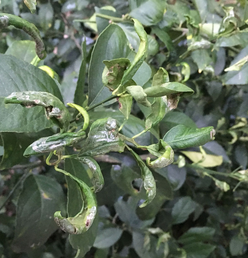 leaf miner on lemon tree leaves photo by Sanjay Central Texas Gardener